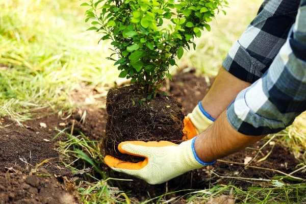 Tree and Plant Installation Service Image